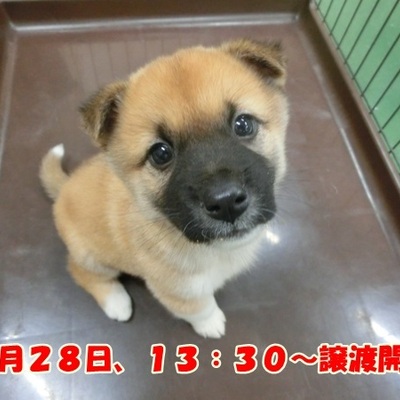 福岡県動物愛護センターno 1050 いぬの里親募集情報 3407 ペットと家族