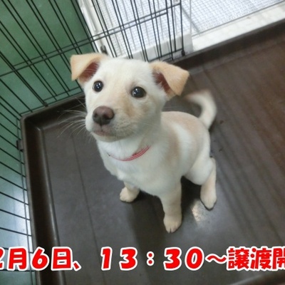 福岡県保健所の犬や猫の情報 犬や猫の里親募集情報 ペットと家族